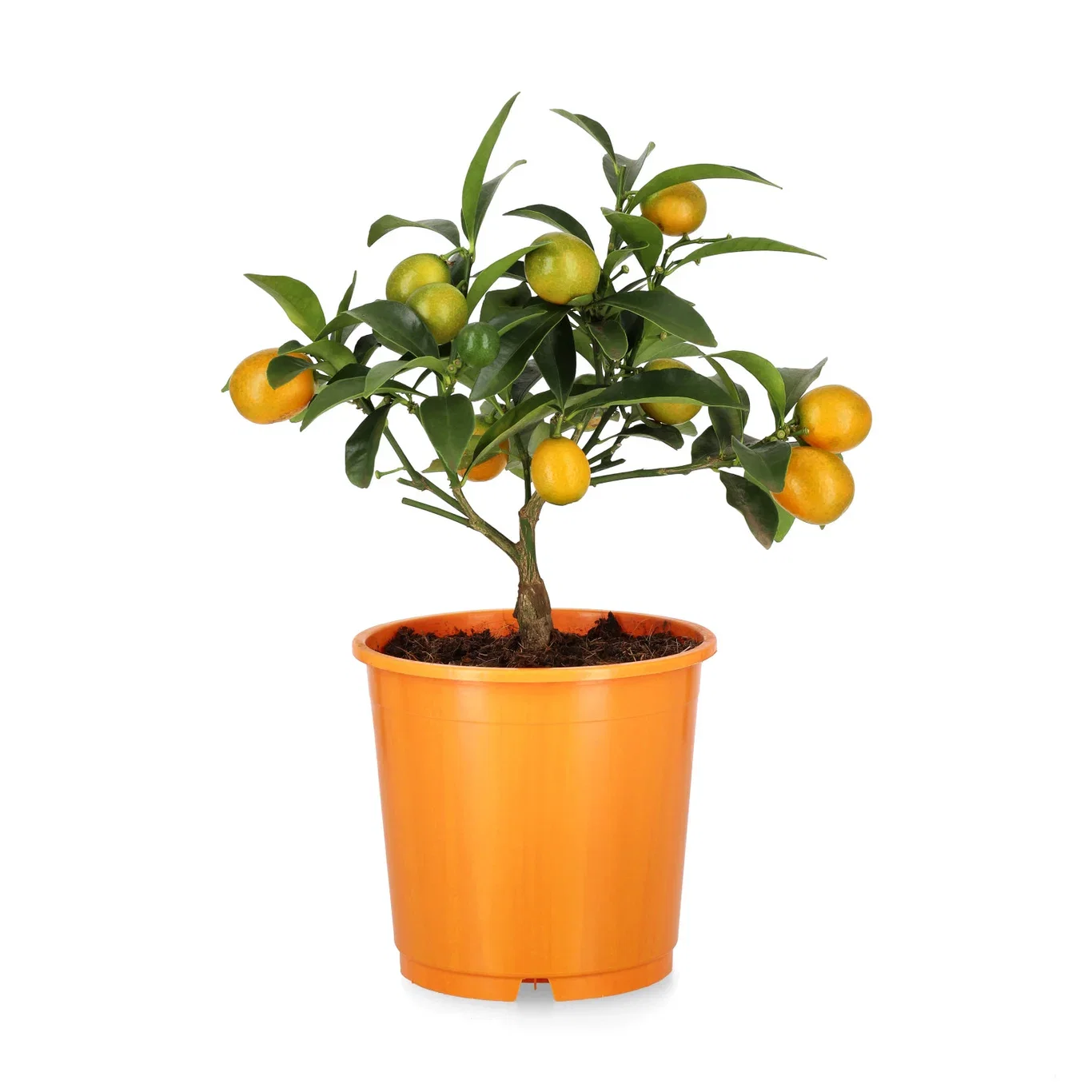 Citrus japonica Kumquat oppstammet Ø15 cm