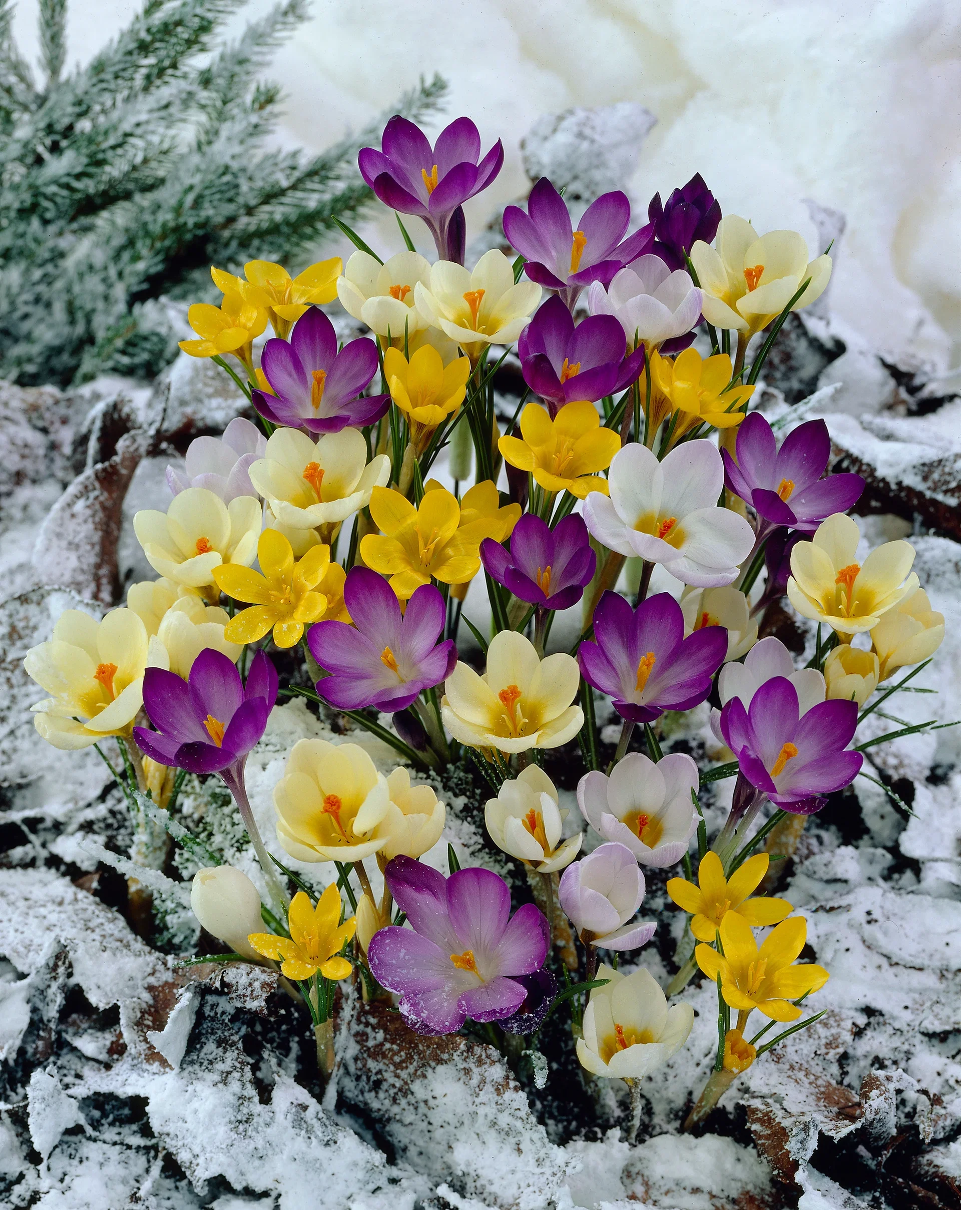 Crocus vernus Krokus miks