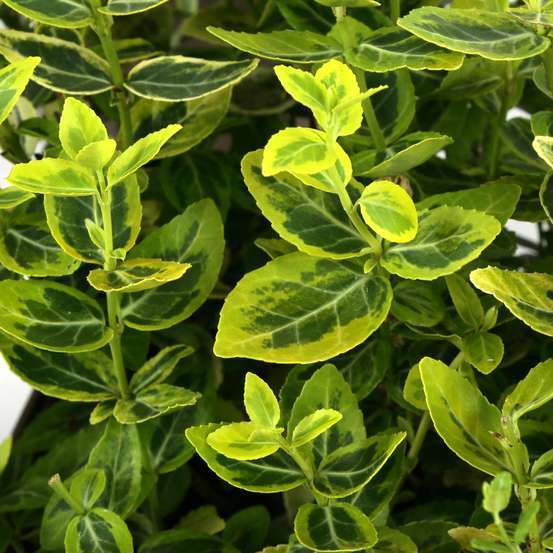 Euonymus fortunei 'Emerald'n gold : pot 3L