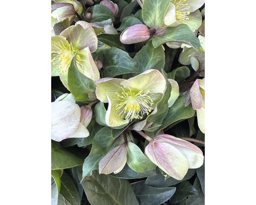 Kerstroos FloraSelf Helleborus niger 'Winter Darling' H 25-35 cm Co 4 L