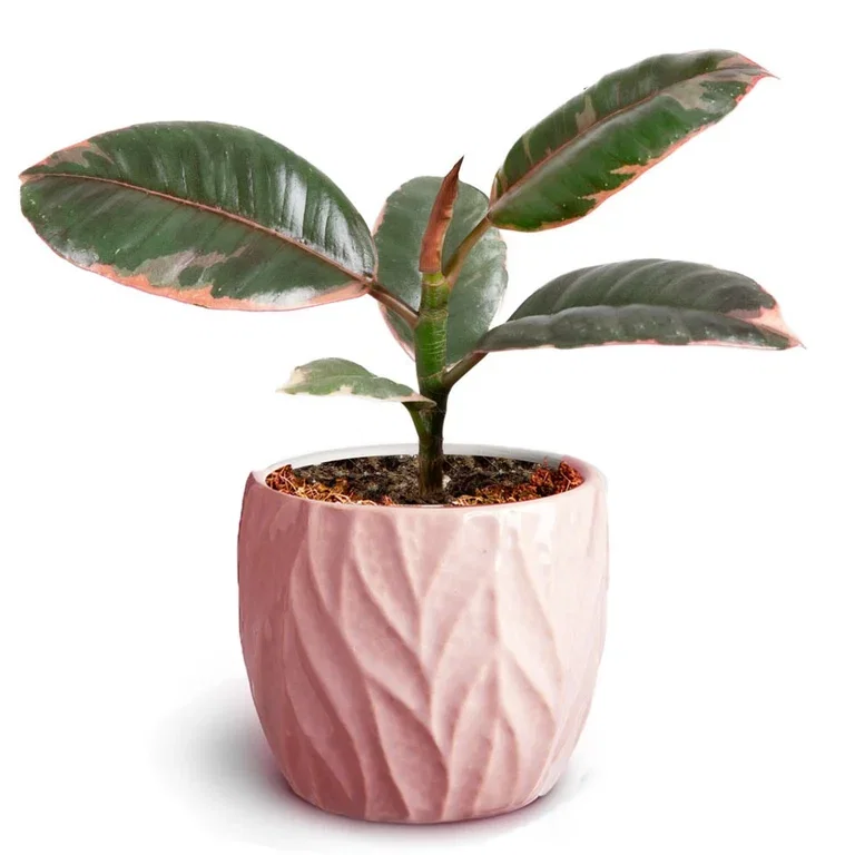 Philodendron, Goeppertia sp. Grønn plante i potte Høyde 15 cm