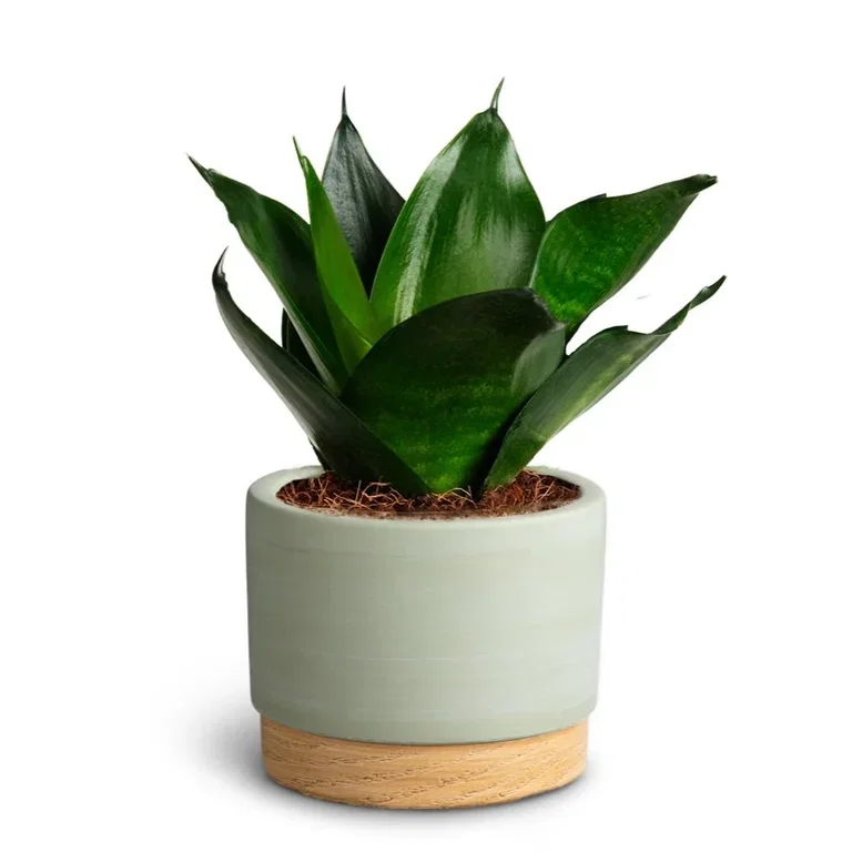 Sansevieria sp. Sansevieria i potte Høyde 15 cm