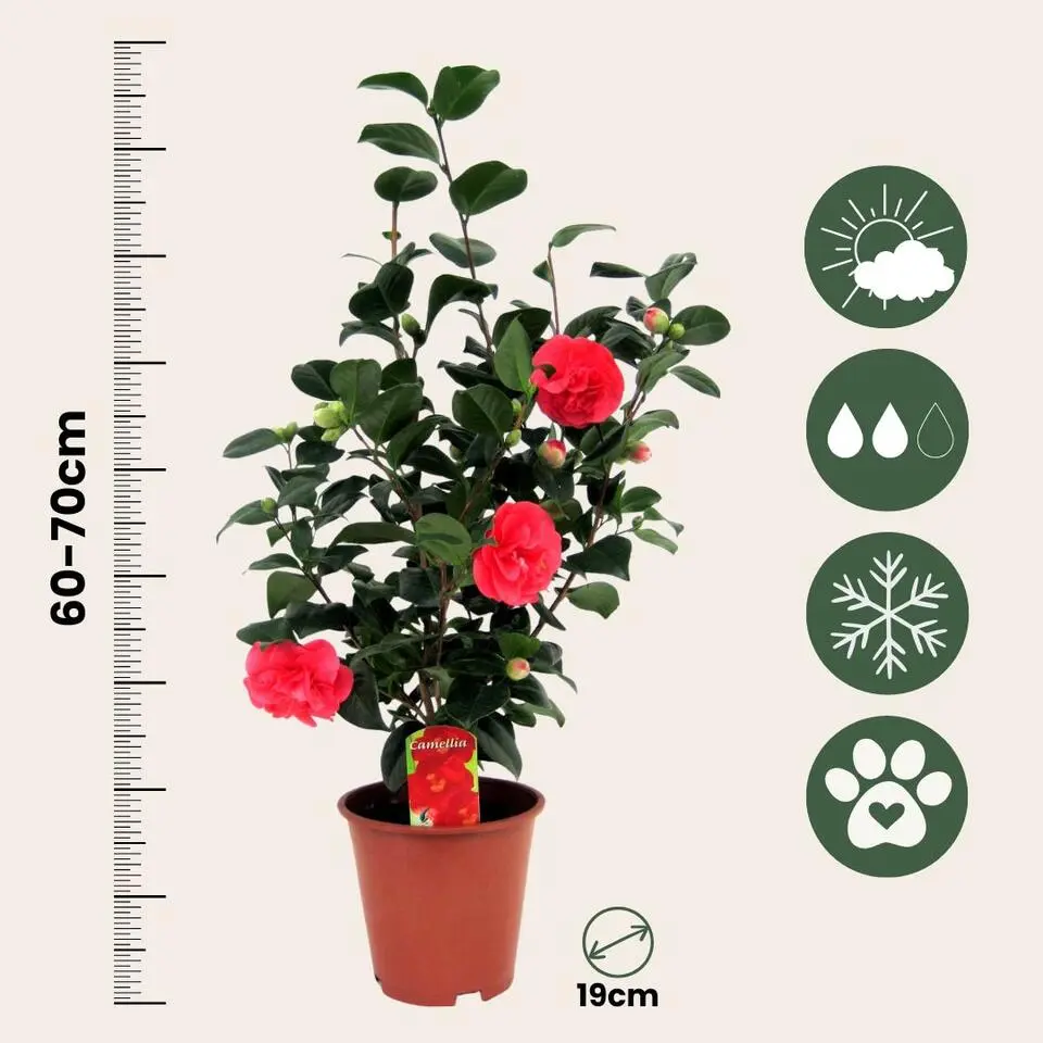 Japanse Roos - Set van 4 - Camellia 'Lady Campbell' - Hoogte 60-70cm - ⌀19cm
