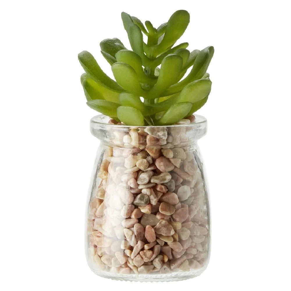 Plante en pot avec cailloux Ø5,5 cm
