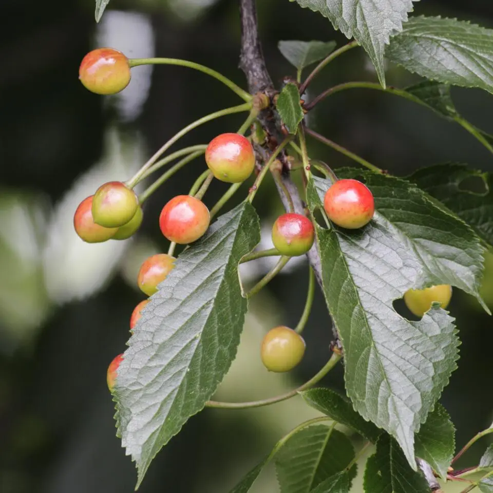 Mix fruitzuilen - Set van 8 - Malus, Pryus, Prunus - Hoogte 60-70cm - ⌀9cm