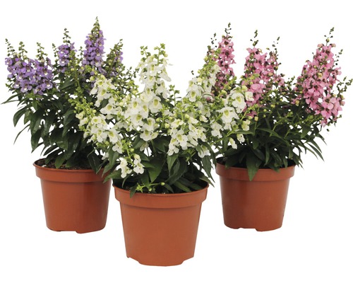 Angelonia, Angel Face FloraSelf Angelonia augustifolia 'Serenita' H 20-25 cm Ø 12 cm pot