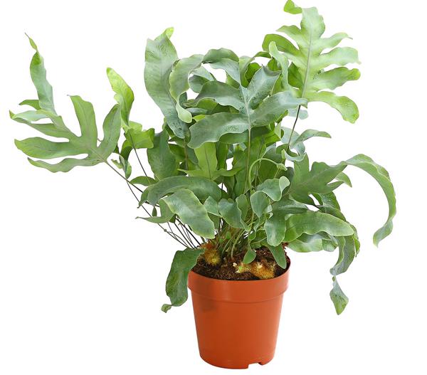 Goldtüpfelfarn - Phlebodium aureum 'Blue