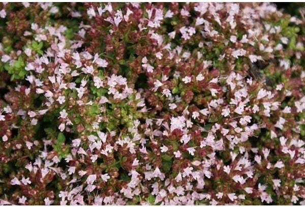 Wilde Marjolein (Origanum vulgare) D 9 H 10 cm