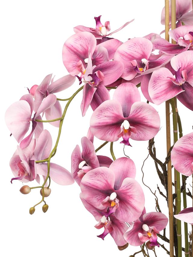 Orchidee Phalaenopsis, ca. 120 cm