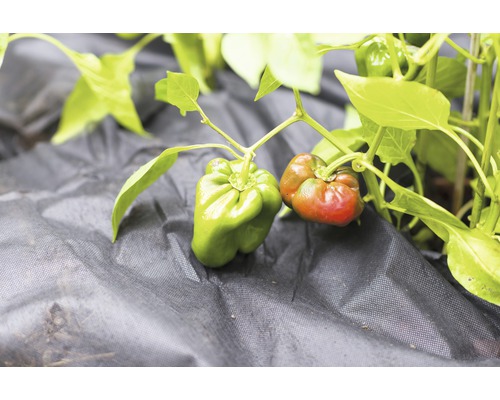 Onkruiddoek 50 g/m² FloraSelf 25 x 2 m, zwart