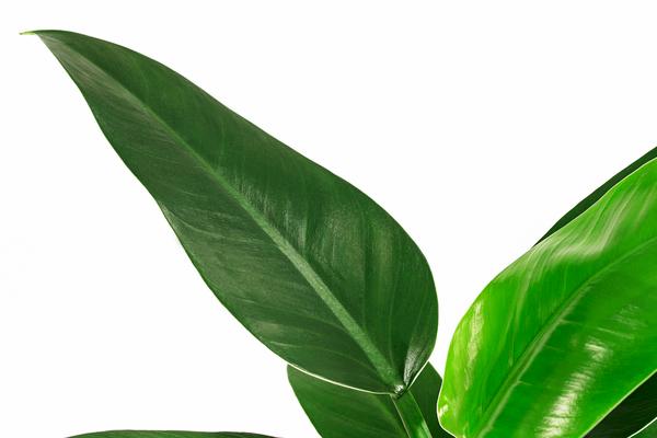 Baumfreund - Philodendron 'Imperial Green',