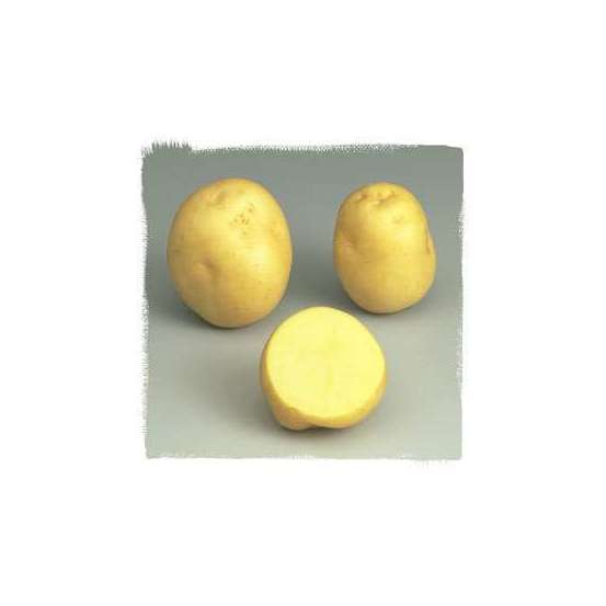 Plants de pommes de terre 'Sirtema' en sac - 3 kg