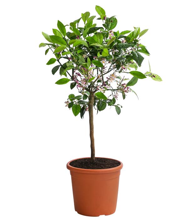 Rangpur-Limette 'Lima rossa'