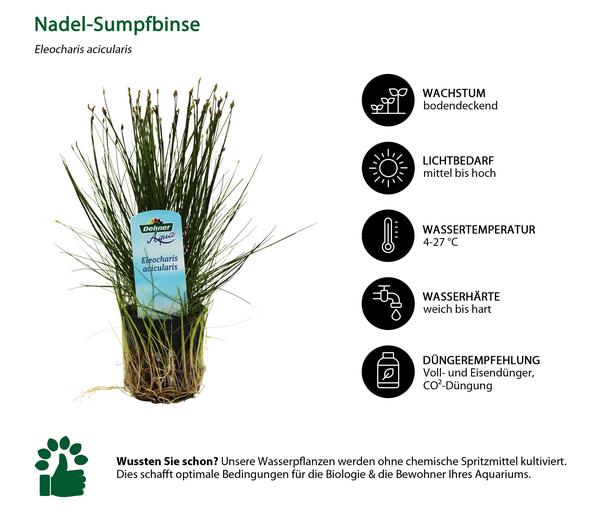 Dehner Aqua Nadel-Sumpfbinse - Eleocharis