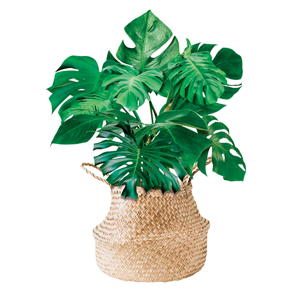 Sticker mural déco plante monstera et panier thaïlandais 70x50cm
