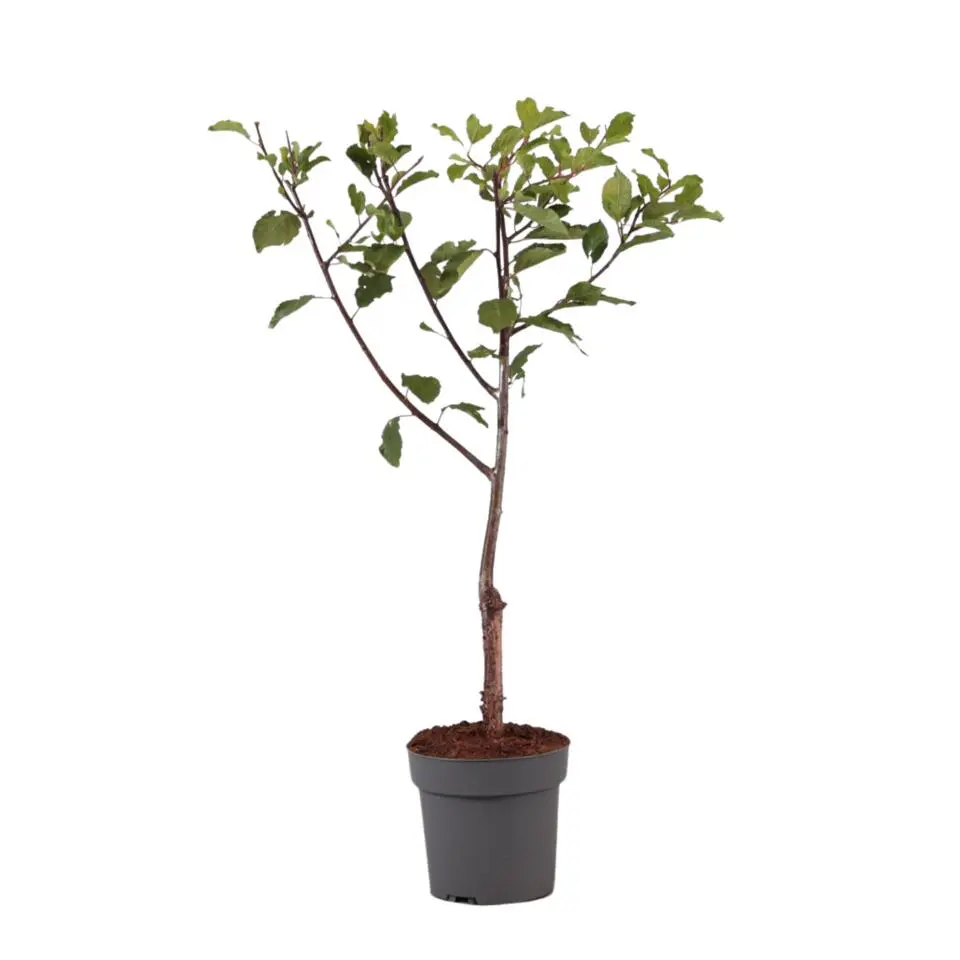 Pruimenboom - Prunus domestica 'Opal' - Hoogte 90-100cm - ⌀21cm