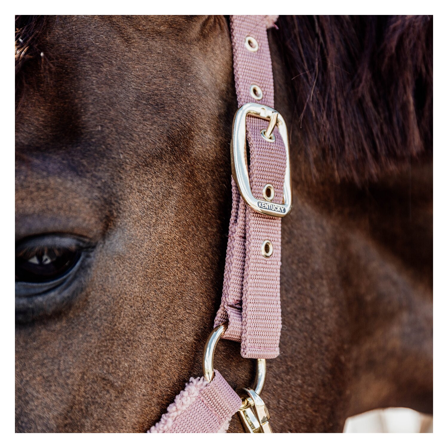 KENTUCKY Teddyfleece-Halfter - old rose