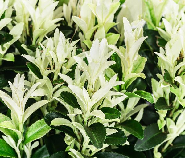 Kriech-Spindelstrauch 'Paloma Blanca'