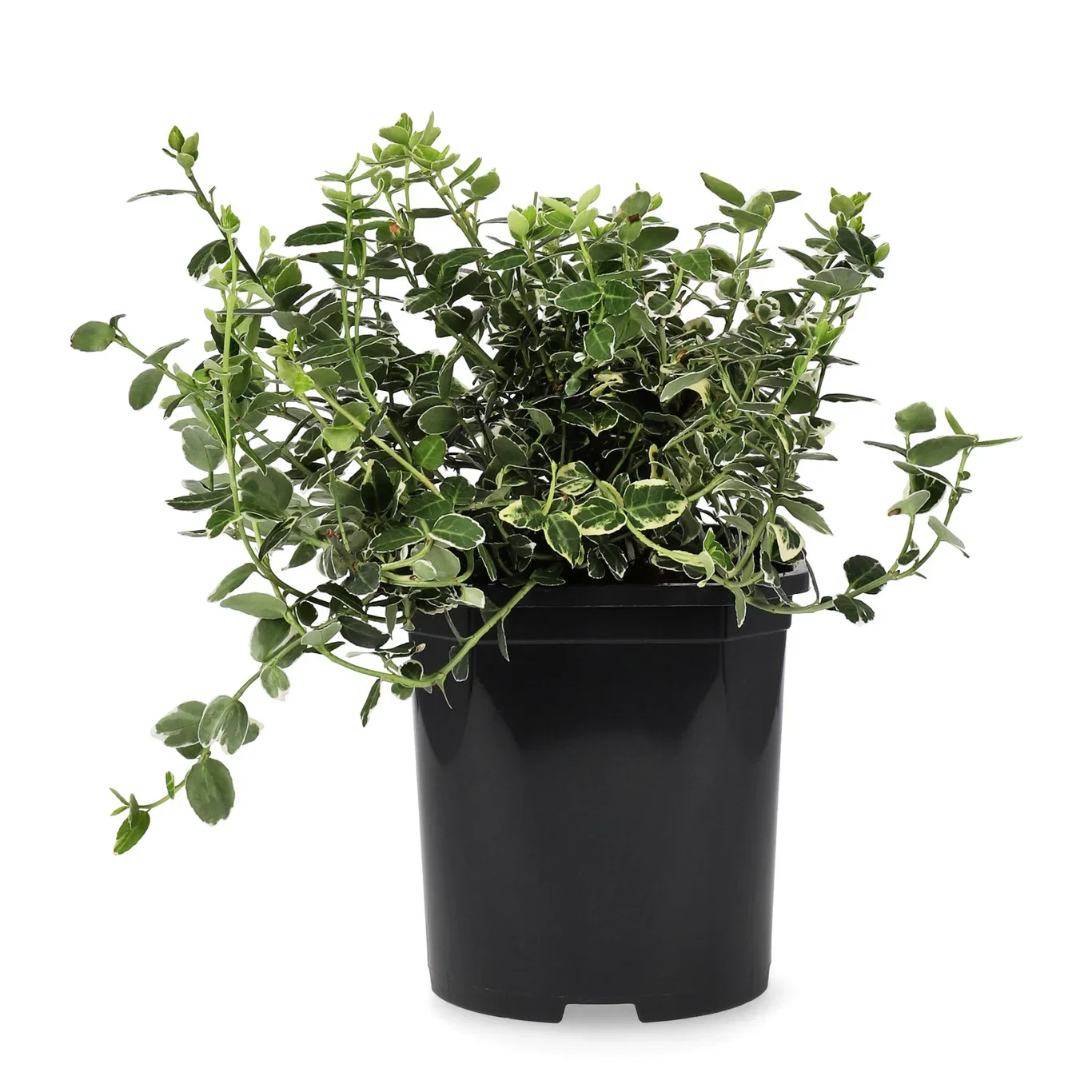 Euonymus fortunei var. radicans 'Emerald Gaiety' Beinved 'Emerald Gaiety' Høyde 25-30 cm