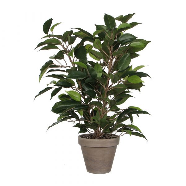 Mica Decorations Ficus Natasja com Vaso D11.5Cm 40X30Cm - 83358