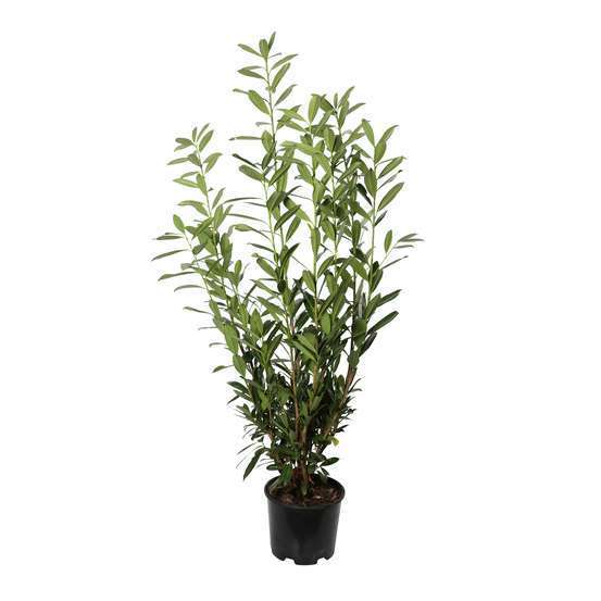 Prunus laurocerasus ' Caucasica ' : H 125/150 cm ctr 20 litres