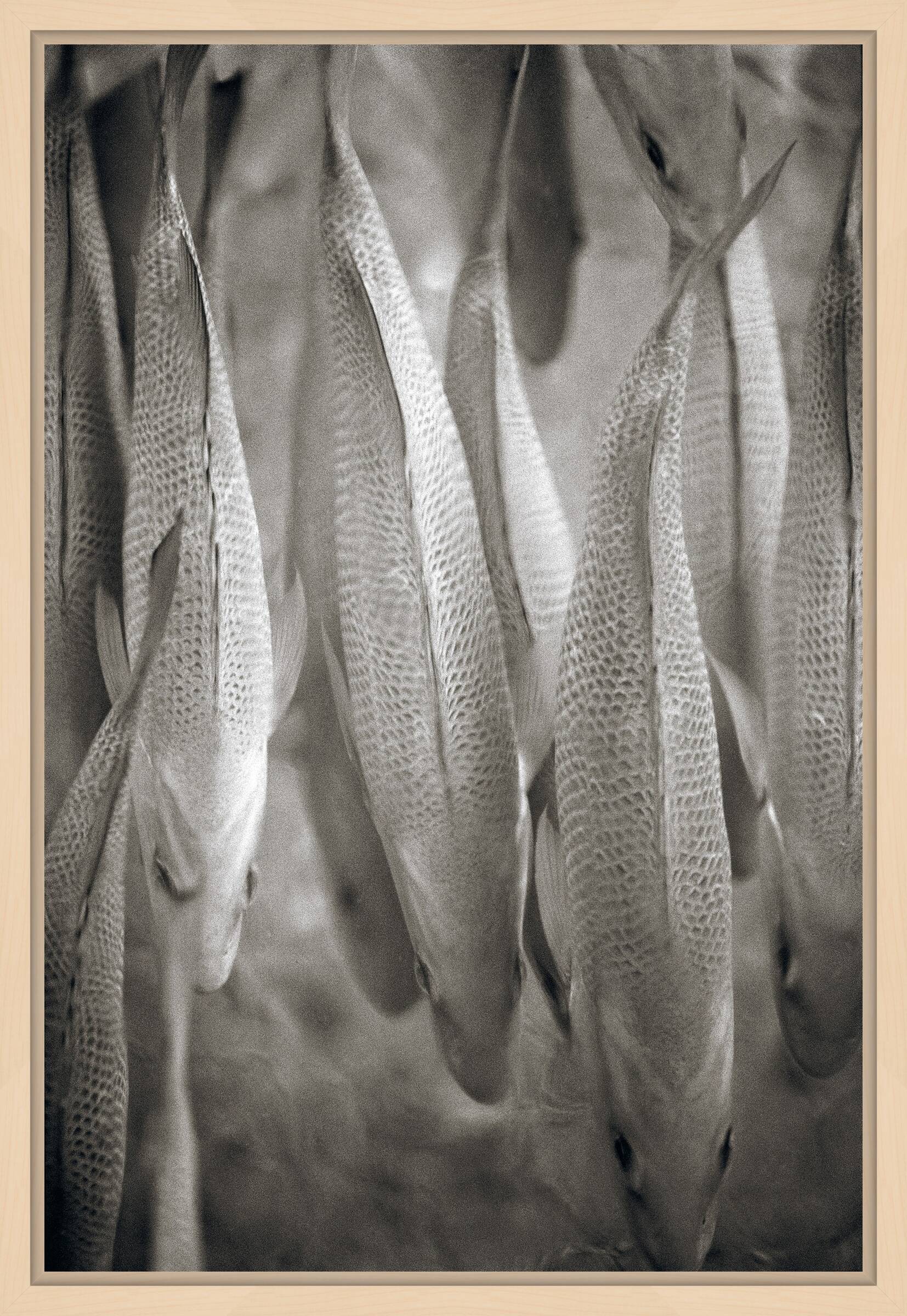 Common Carp by Henry Horenstein - Open Edition.