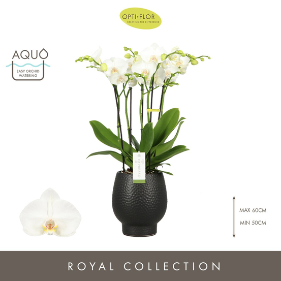 Phalaenopsis 'Impresso' H60cm en Coupe noire D15cm
