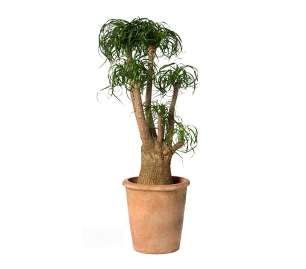 Elefantenfuß - Beaucarnea recurvata,