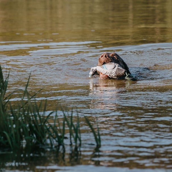 HP&G Training Tool Mallard<br>Til trening av hund!