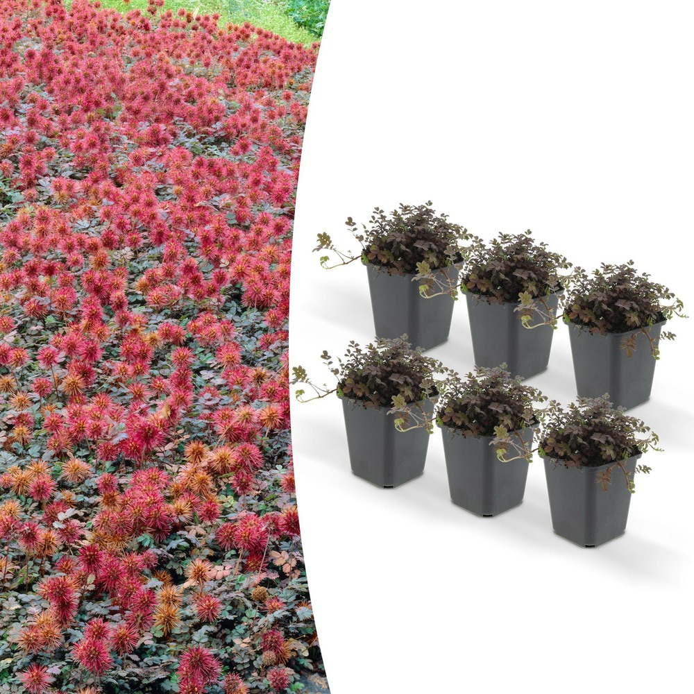 Acaena microphylla 'kupferteppich'
