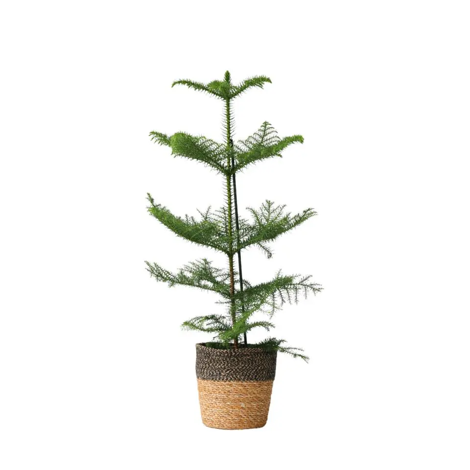 Kamerden - Araucaria heterophylla - Hoogte 50-60cm - ⌀17cm