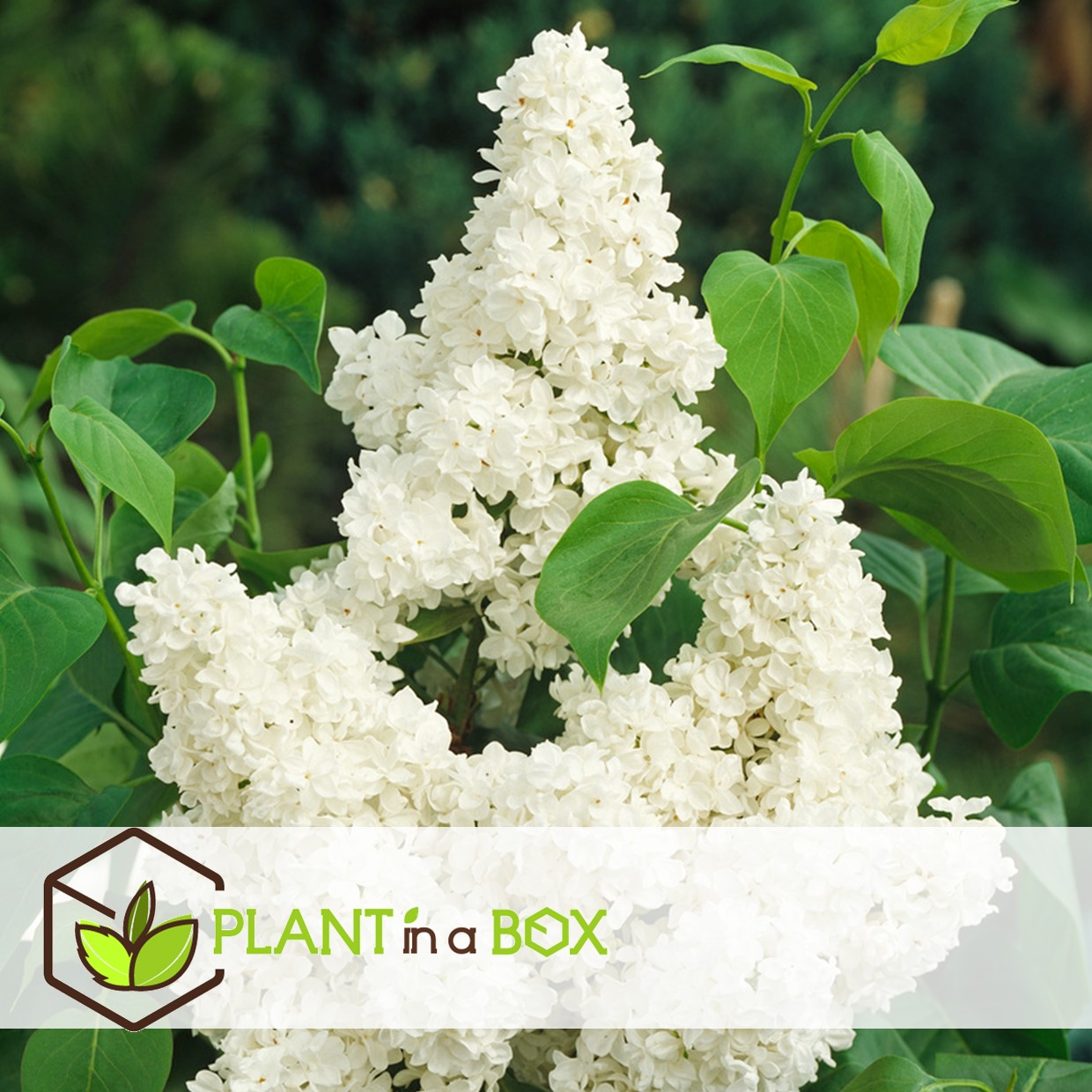 Syringa vulgaris - mélange de 6 - lilas commun - pot 17cm - hauteur 25-40cm