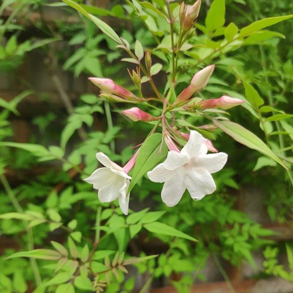 Jasmin de saint-étienne - jasminum stephanense 3l
