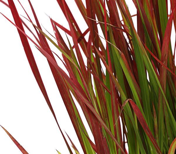 Japanisches Blutgras 'Red Baron'