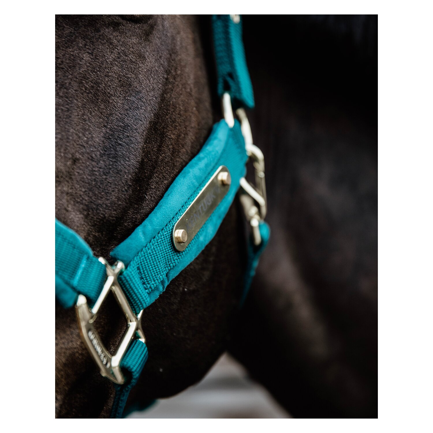 KENTUCKY Halfter Velvet  - emerald