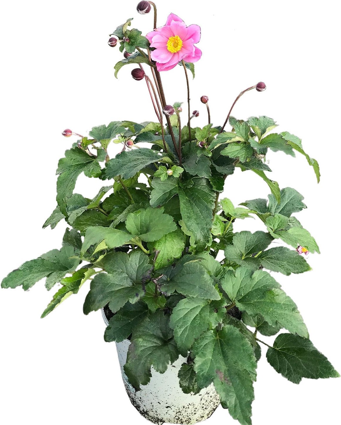 Herfstanemoon (Anemone hupehensis 'Fantasy Belle') D 17 H 50 cm