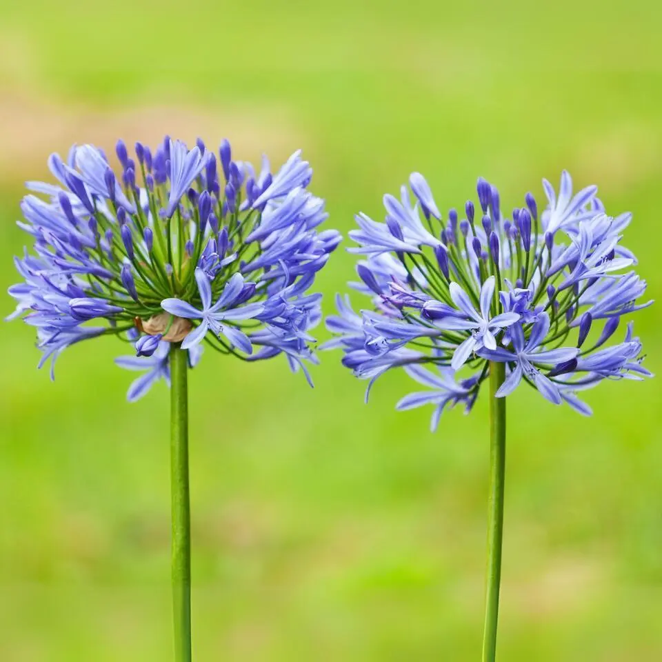 Agapanthus - Agapanthus 'Amourette Blue' - Hoogte 65 cm - ø23 cm