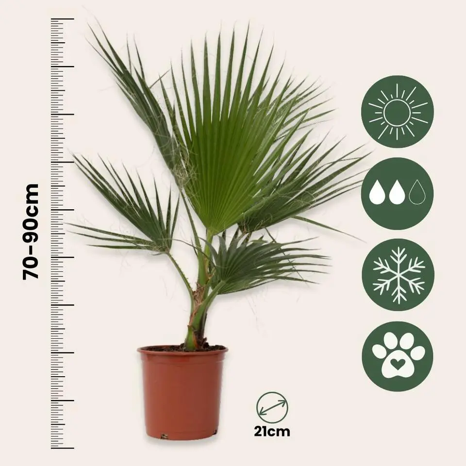 Mexicaanse waaierpalm - Washingtonia robusta - Hoogte 70-90cm - ⌀21cm