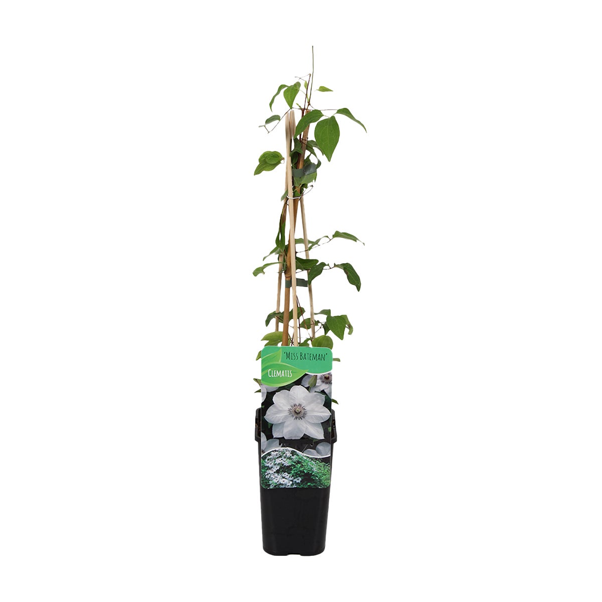 Bloomique – Clematis Miss Bateman – Wit – Klimplanten – Tuinplanten – Winterhard – Potmaat 15 cm – Hoogte 70–80 cm