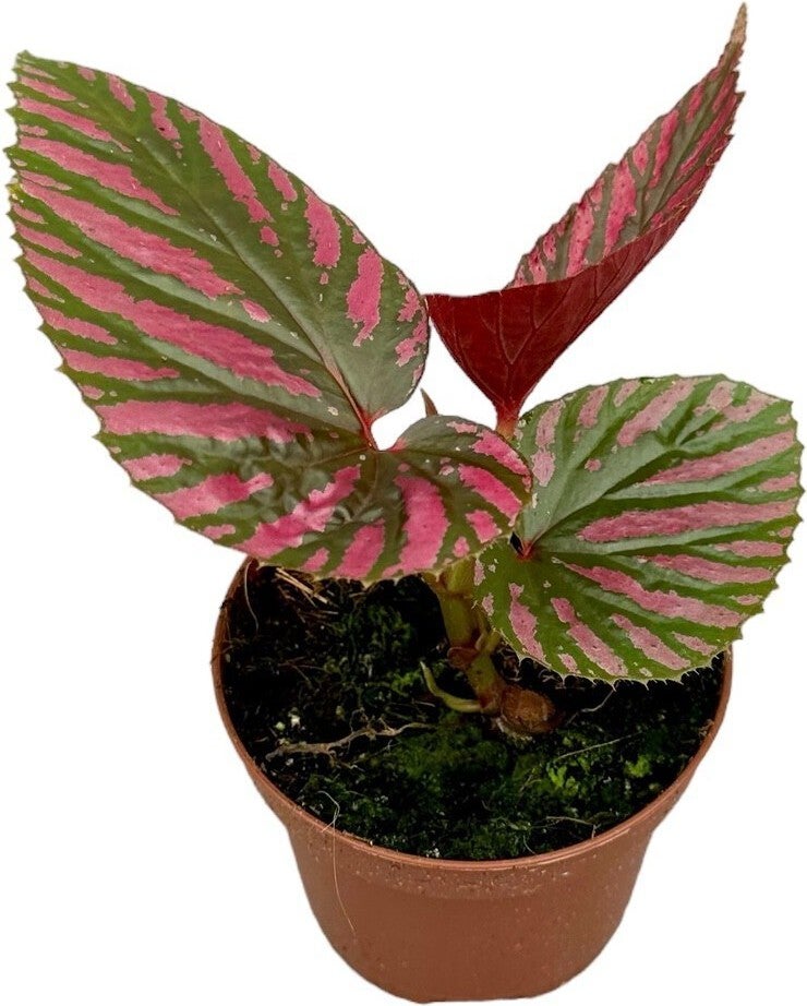 Biologische Bladbegonia (Begonia brevirimosa) D 11 H 15 cm