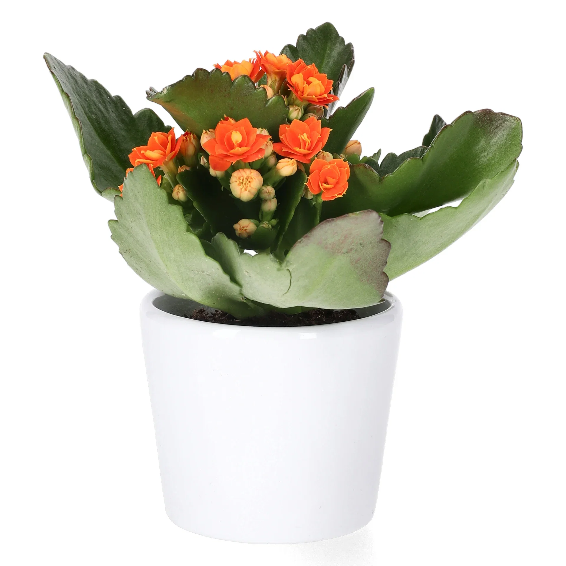 Kalanchoe mini Orange 6cm Ildtopp Høyde 10 cm