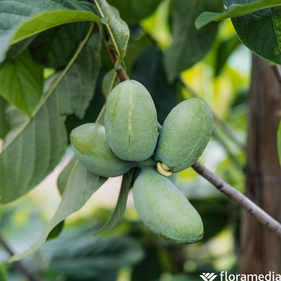 Asiminier triloba 'Wabash Peterson®' - Pot 5L