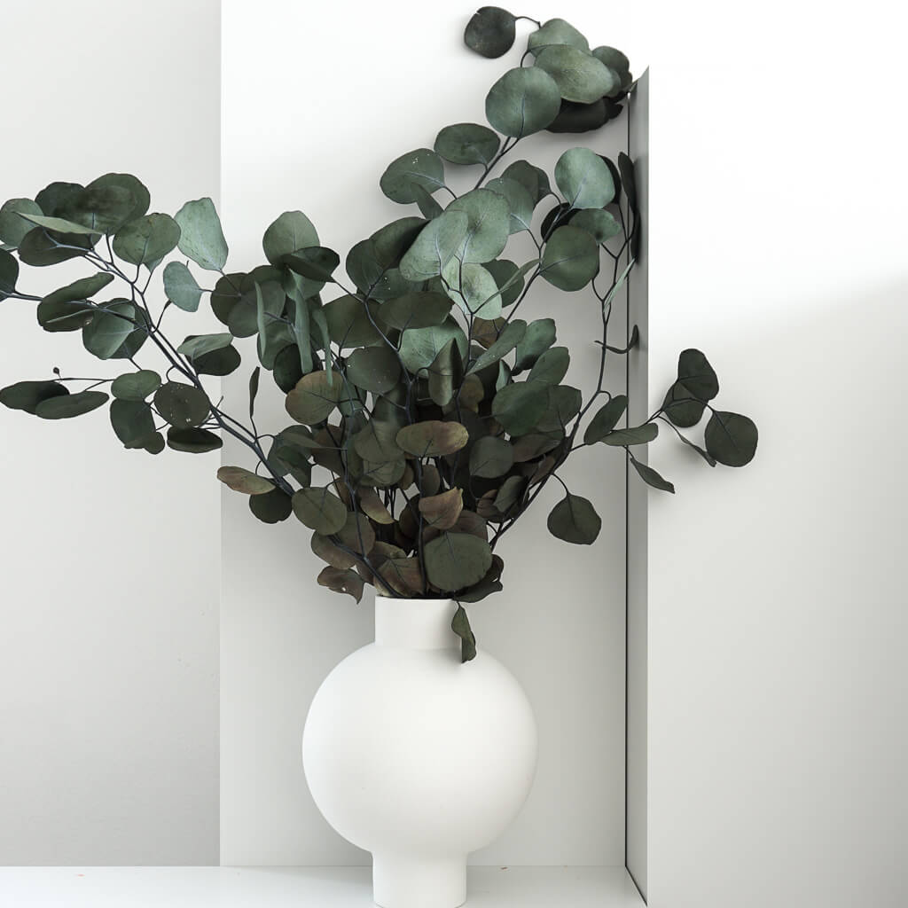 Eucalyptus popolus bundel