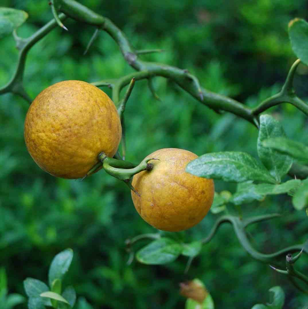 Poncirus trifoliata cv flying dragon (citron du nord) taille pot de 3 litres - 50/60 cm