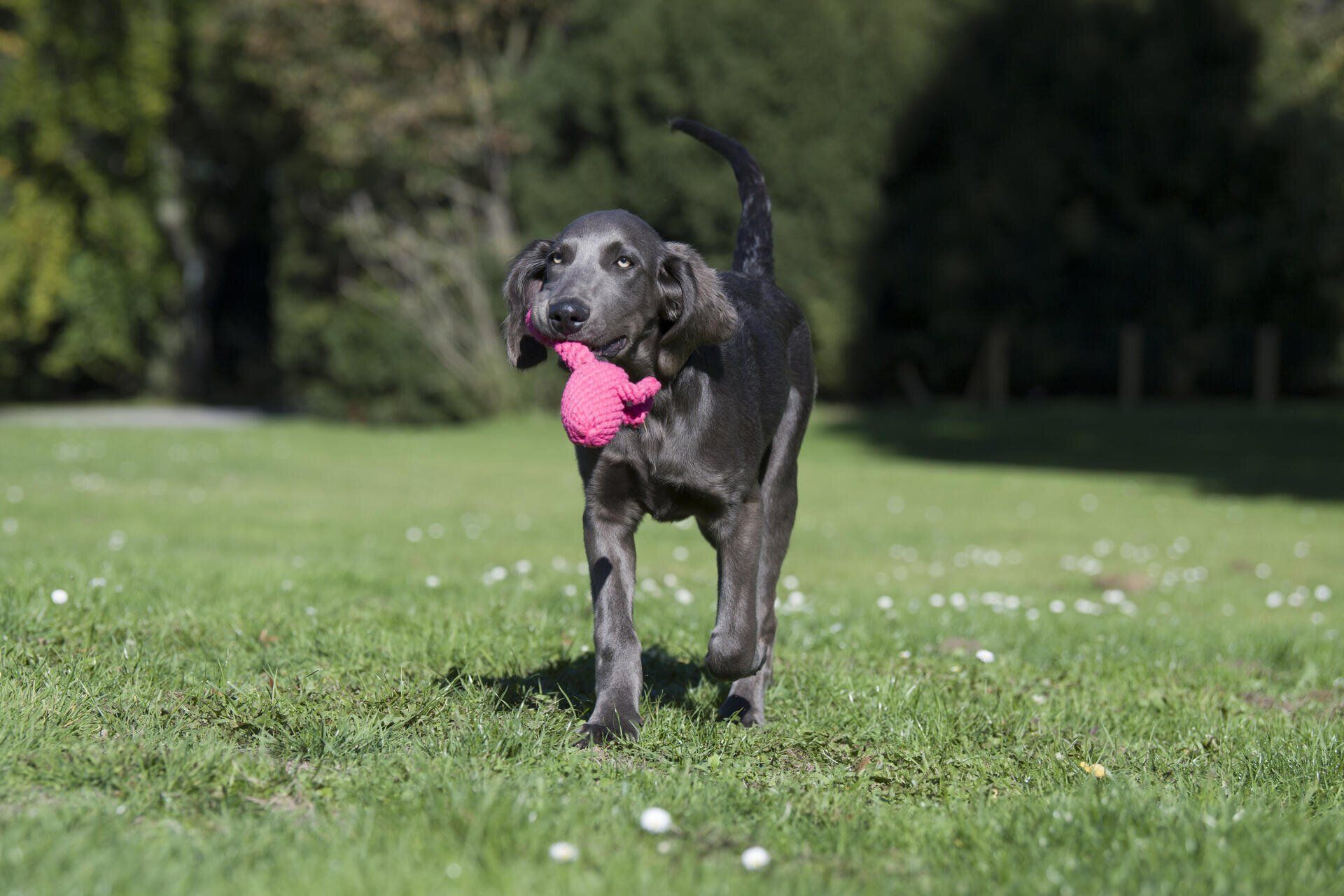 Hundespielzeug Franzi Flamingo - Laboni