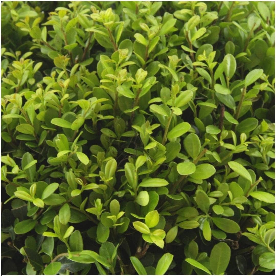 Plants by Frank – 72 Stechpalme | Heckenpflanzen Winterhart | 72 x Ø7 cm - 15 cm Ilex crenata Jenny | Heckenpflanzen | Buchs ersatz | Buchsbaum