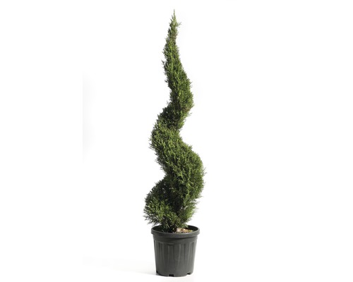 Leylandcipres spiraal Cupressocyparis leylandii 'Pyramidalis' H ca. 125 cm Co 18 L