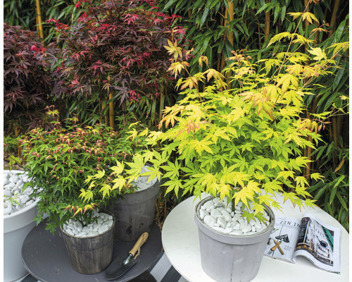 Japanse esdoorn oranje Acer palmatum 'Orange Dream' H 50-60 cm Co 3 L