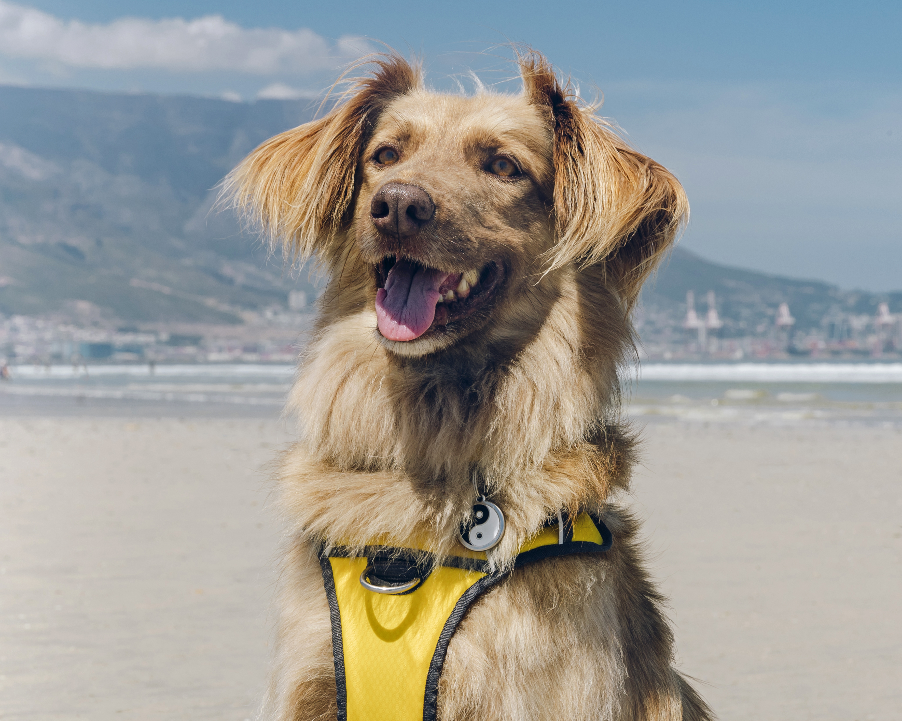 Placa de identificação para cães em aço inoxidável esmaltado com o símbolo Yin Yang na cor preta
