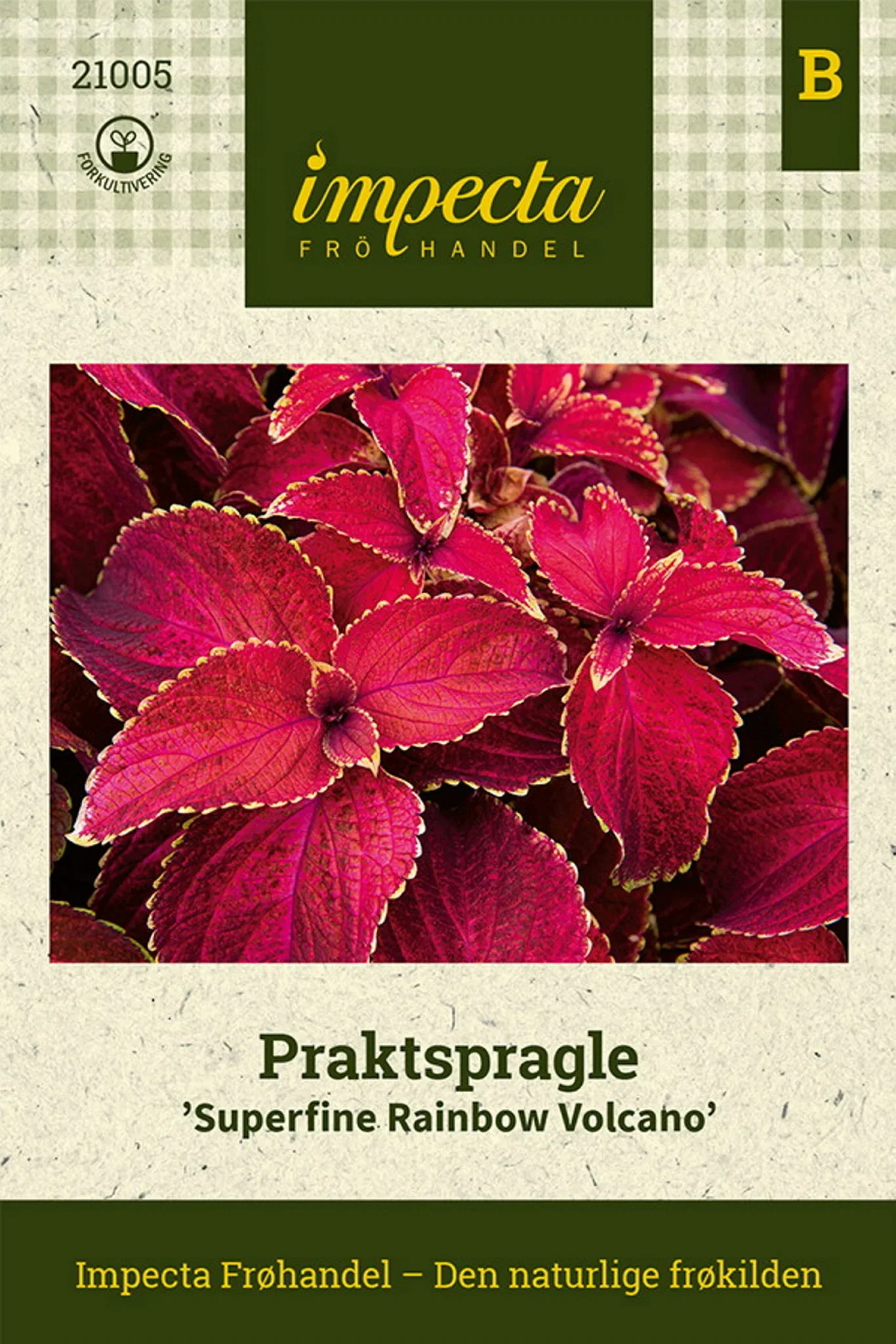 Plectranthus scutellarioides 'Superfine Rainbow Volcano' Praktspragle 'Superfine Rainbow Volcano'